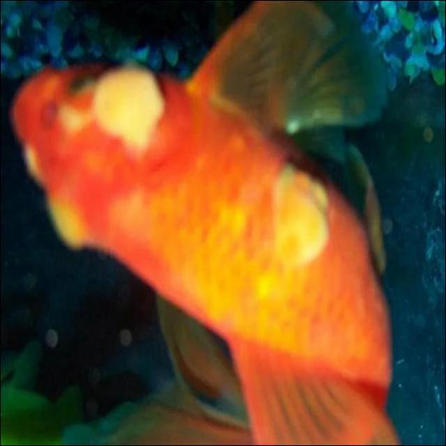 Fungal Diseases Koi 005