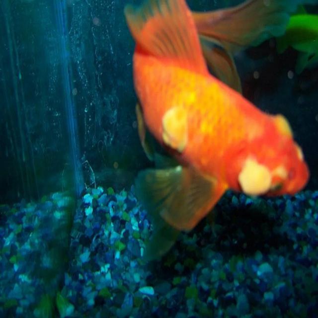 Fungal Diseases Koi 006