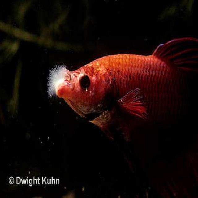 Fungal Diseases Koi 007