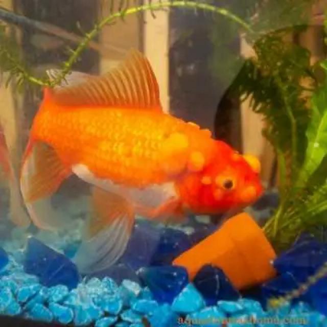 Fungal Diseases Koi 008