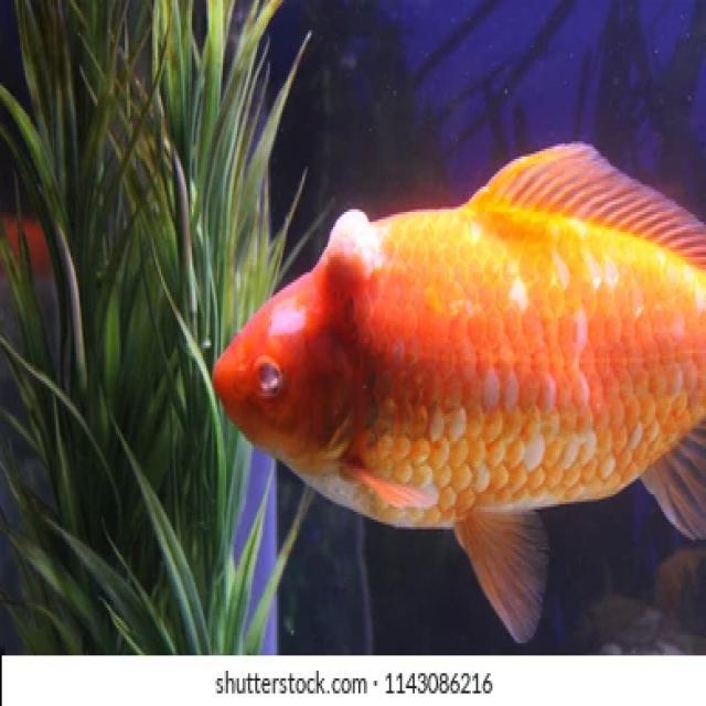 Fungal Diseases Koi 009