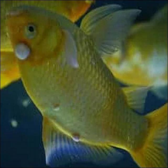 Fungal Diseases Koi 010