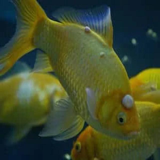 Fungal Diseases Koi 011