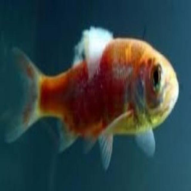 Fungal Diseases Koi 012