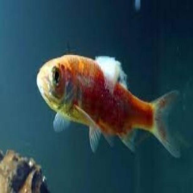 Fungal Diseases Koi 013