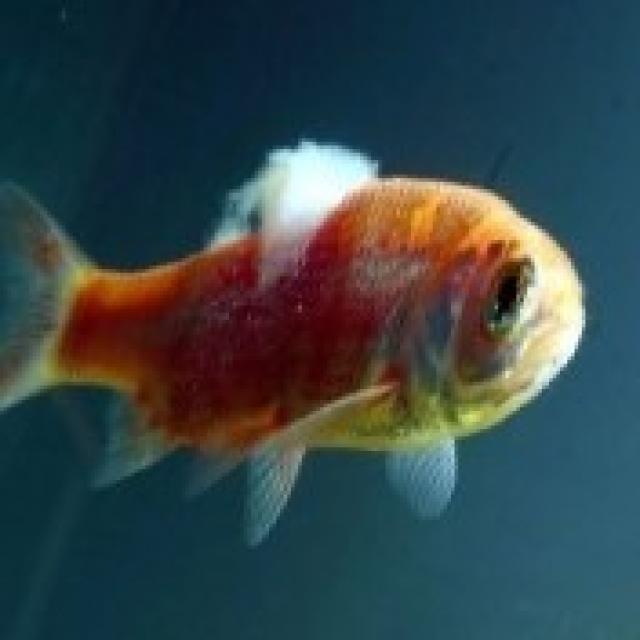 Fungal Diseases Koi 014