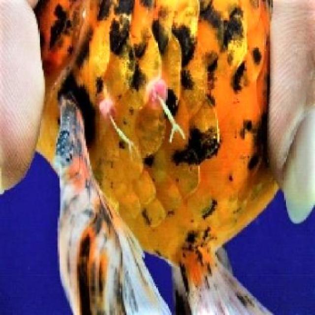 Fungal Diseases Koi 018
