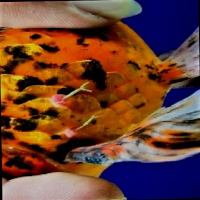 Fungal Diseases Koi 019