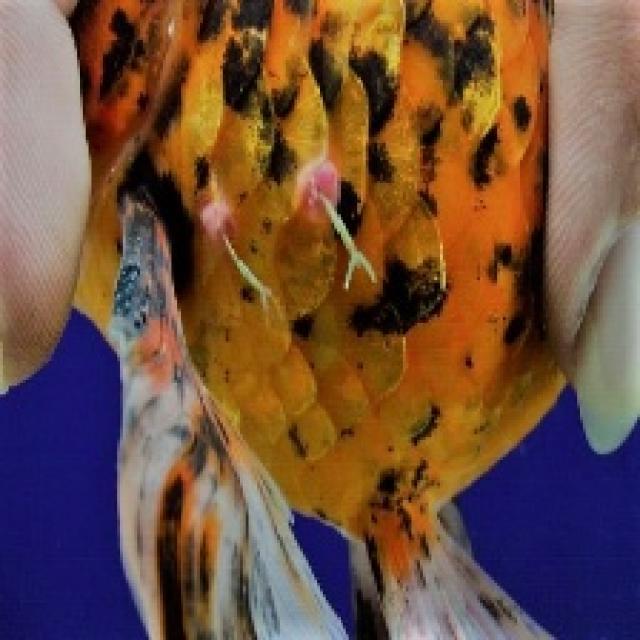 Fungal Diseases Koi 020