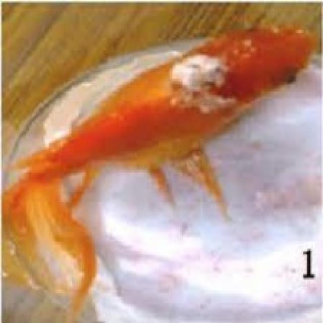 Fungal Diseases Koki 016