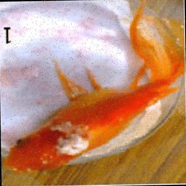 Fungal Diseases Koki 021