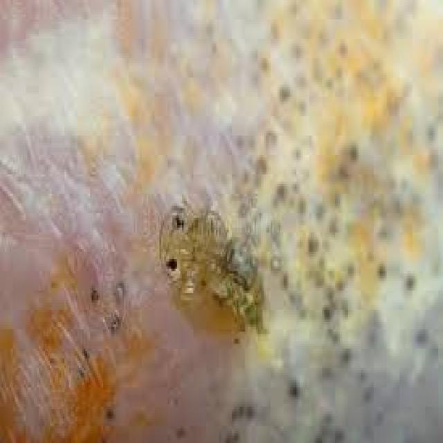 Parasitic Diseases Koi 001