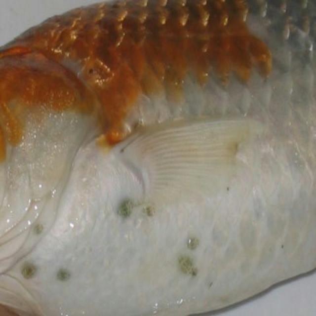 Parasitic Diseases Koi 002