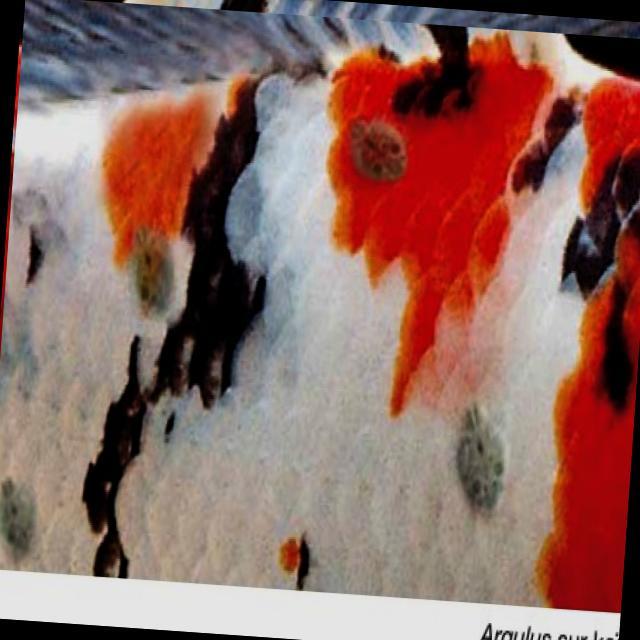 Parasitic Diseases Koi 003
