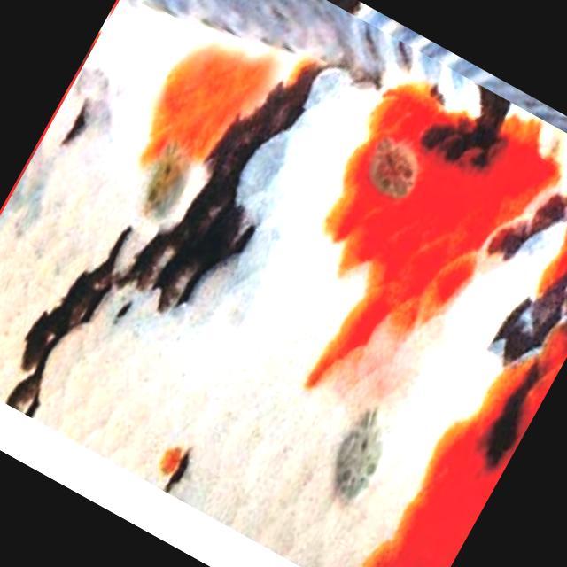 Parasitic Diseases Koi 004
