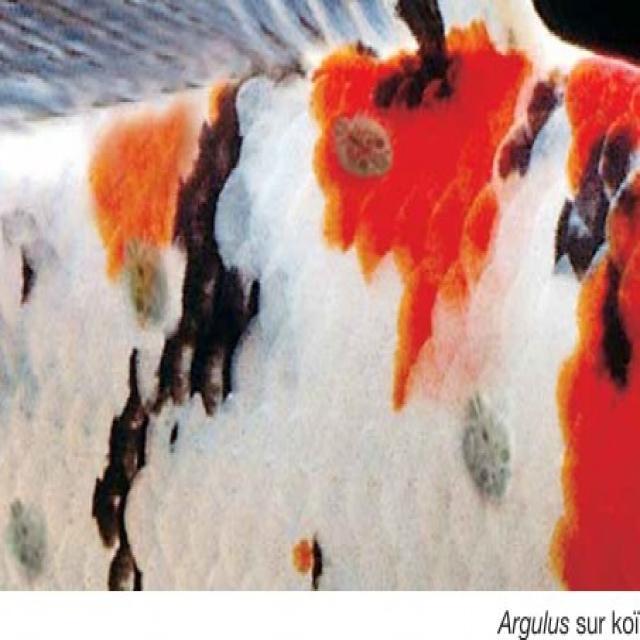Parasitic Diseases Koi 005