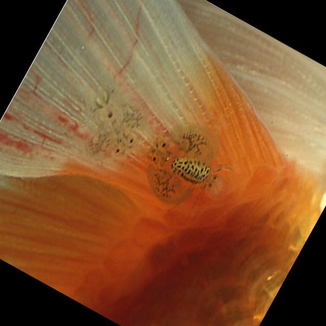 Parasitic Diseases Koi 006