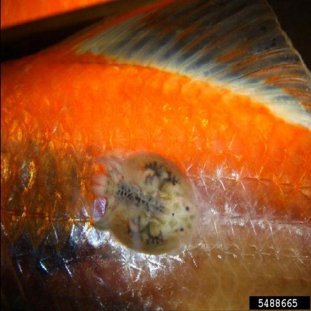 Parasitic Diseases Koi 007