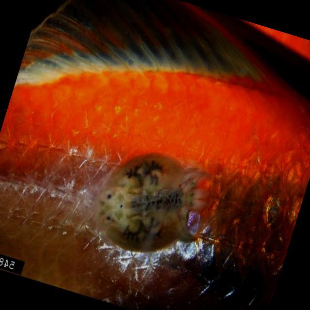 Parasitic Diseases Koi 008
