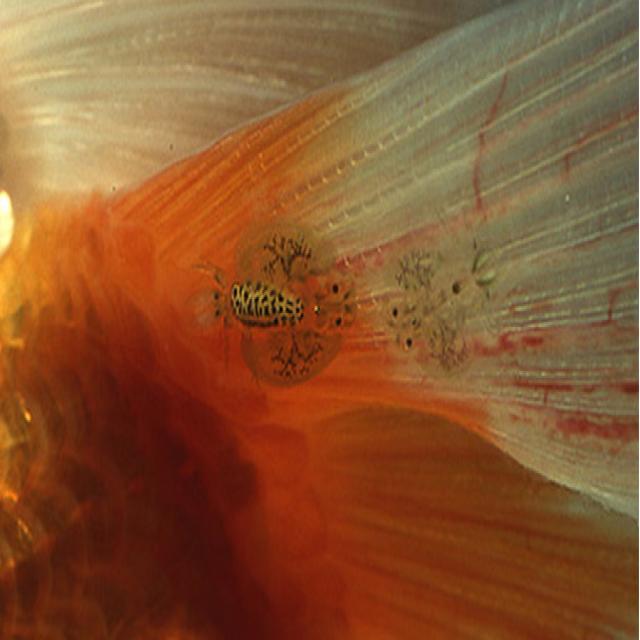 Parasitic Diseases Koi 009