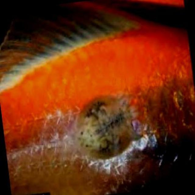 Parasitic Diseases Koi 013