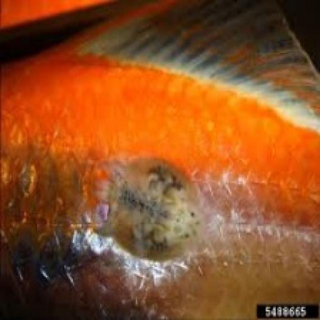 Parasitic Diseases Koi 016