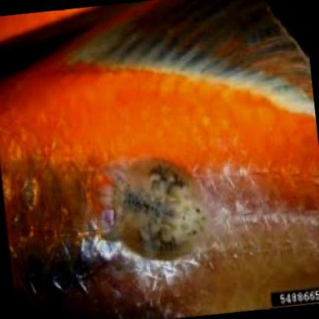 Parasitic Diseases Koi 017