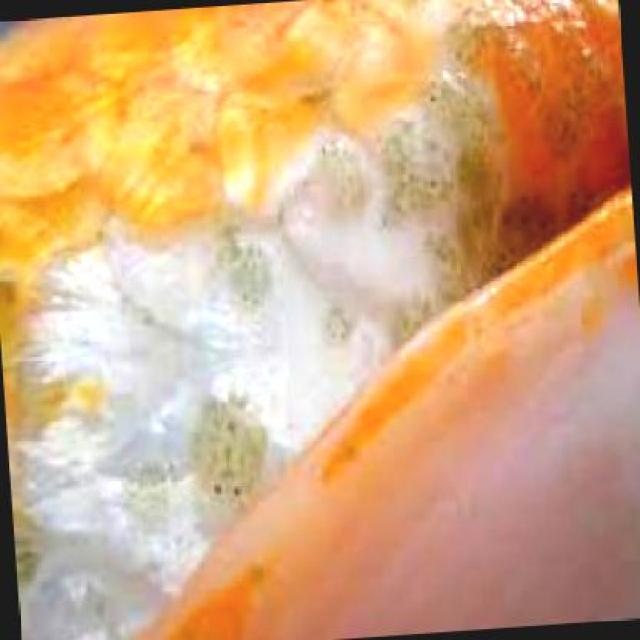 Parasitic Diseases Koi 020