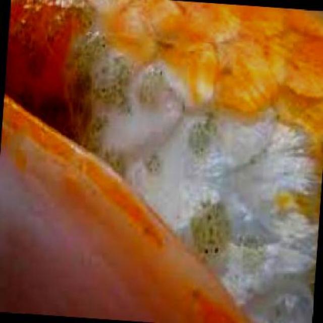 Parasitic Diseases Koi 022