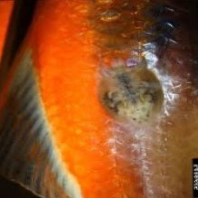 Parasitic Diseases Koi 024