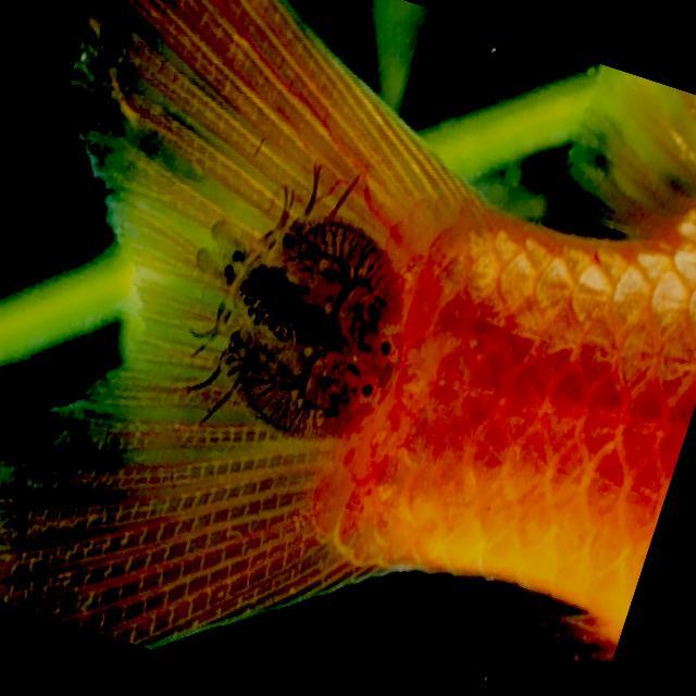 Parasitic Diseases Koki 002