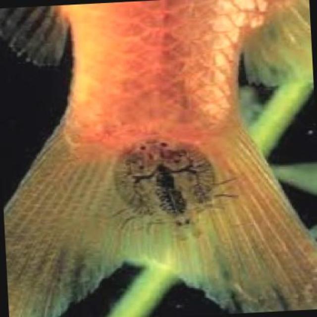 Parasitic Diseases Koki 017