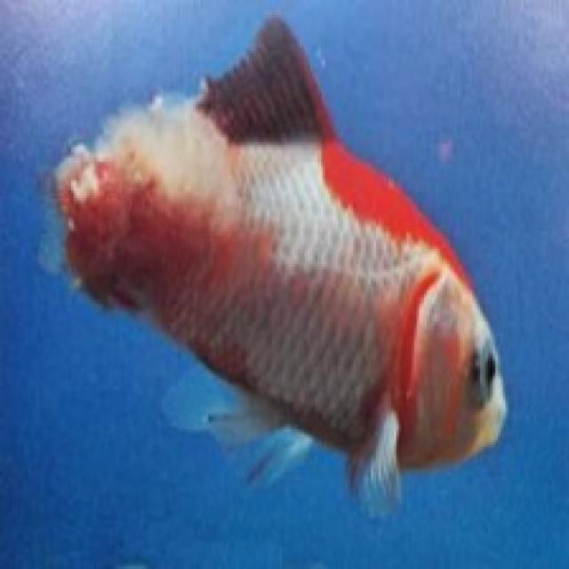 White Tail Diseases Koi 001