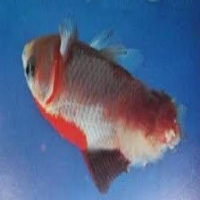 White Tail Diseases Koi 003