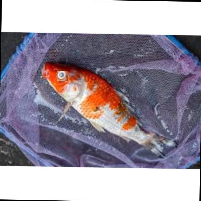 White Tail Diseases Koi 006