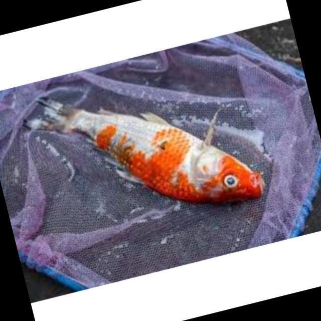 White Tail Diseases Koi 007