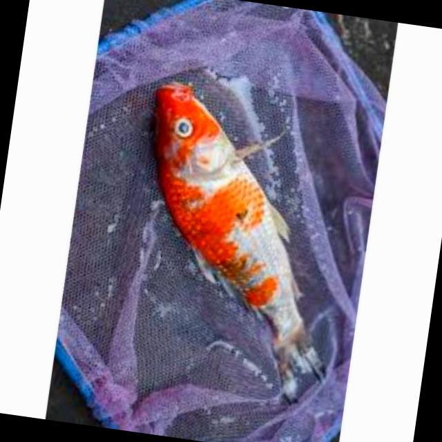 White Tail Diseases Koi 008