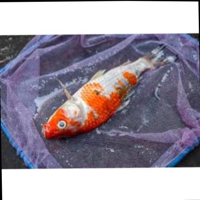 White Tail Diseases Koi 009