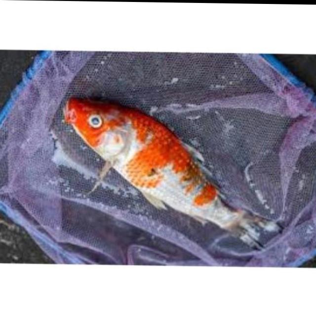 White Tail Diseases Koi 010