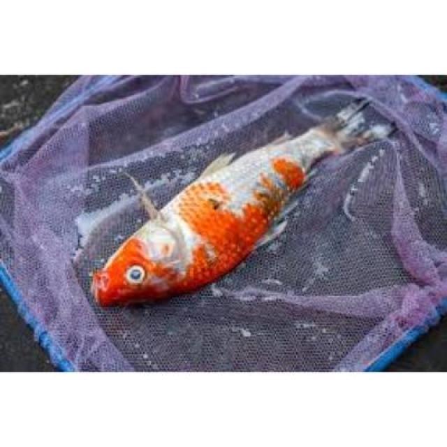 White Tail Diseases Koi 011