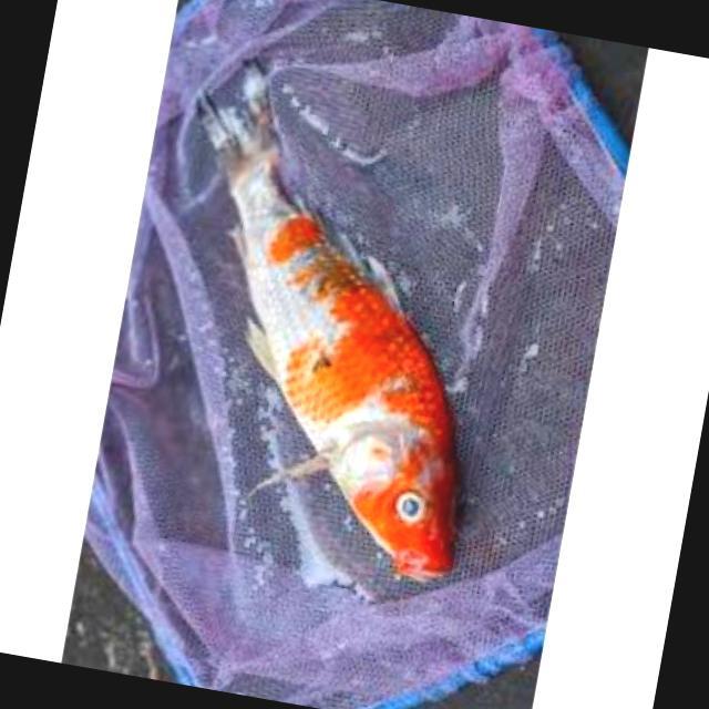 White Tail Diseases Koi 012
