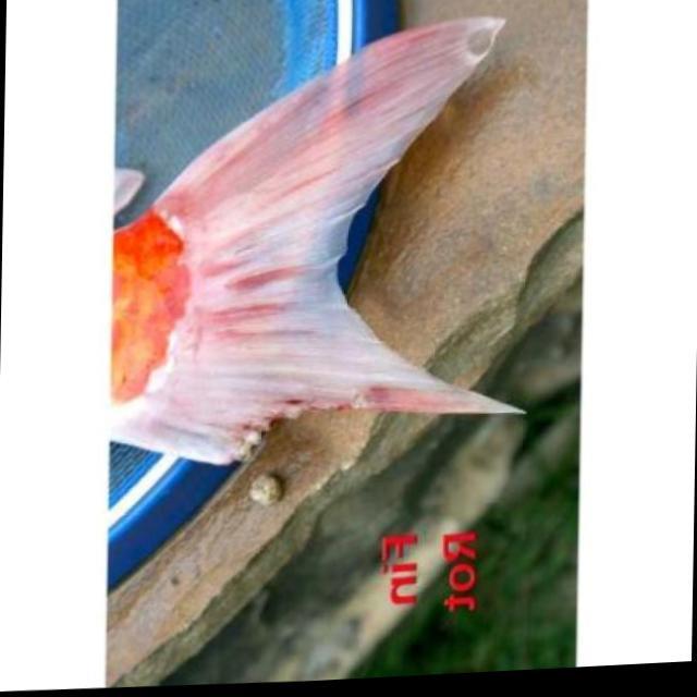 White Tail Diseases Koi 013