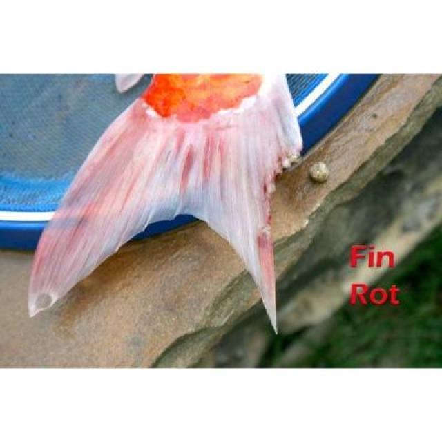 White Tail Diseases Koi 016