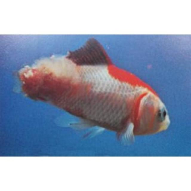 White Tail Diseases Koi 017