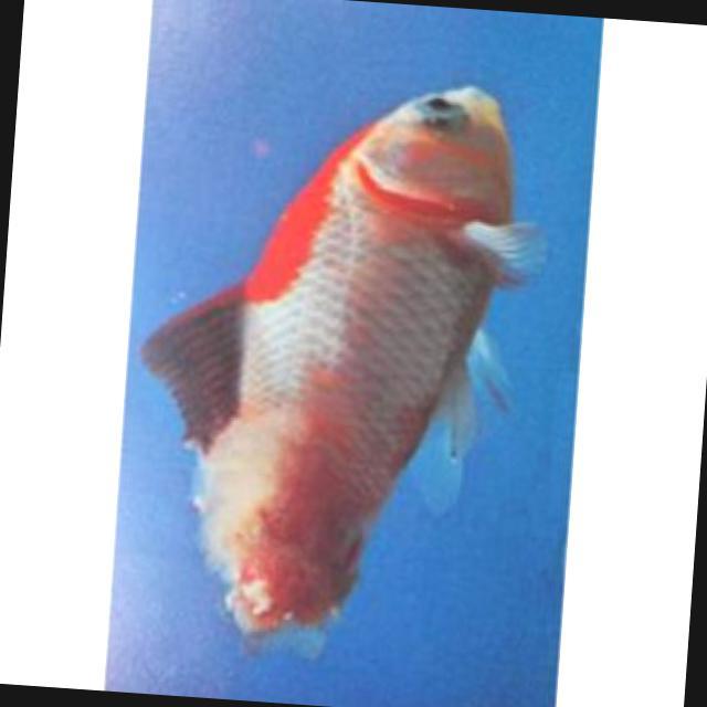 White Tail Diseases Koi 018