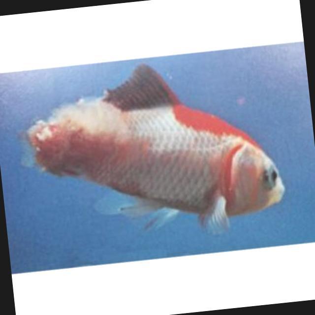 White Tail Diseases Koi 019