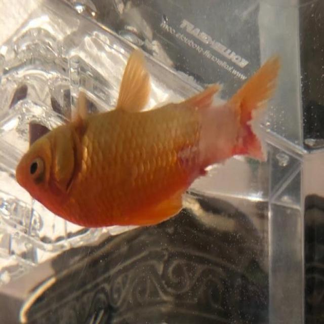 White Tail Diseases Koki 001