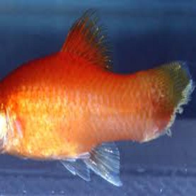 White Tail Diseases Koki 003