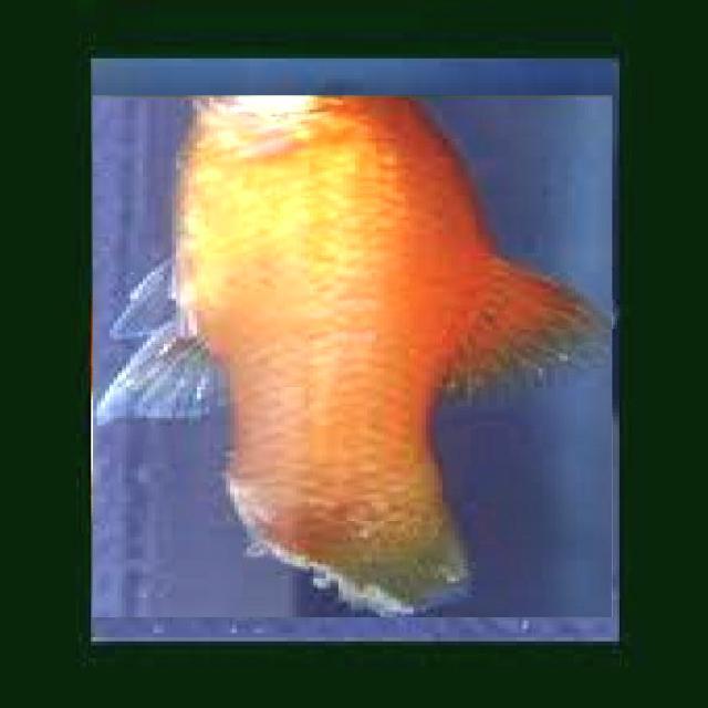 White Tail Diseases Koki 007