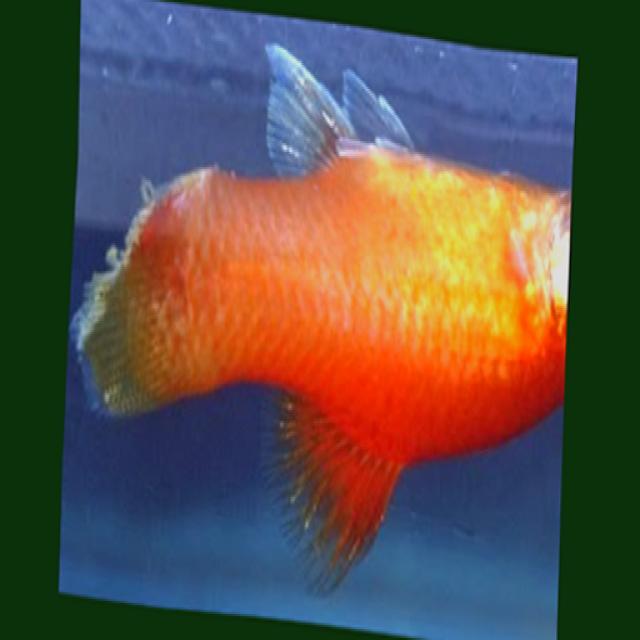 White Tail Diseases Koki 009